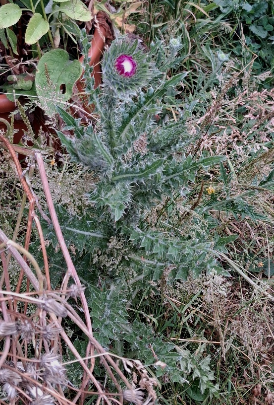 nodding thistle