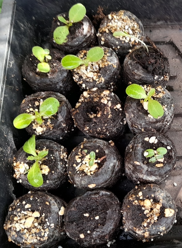 carduus nutans nodding thistle