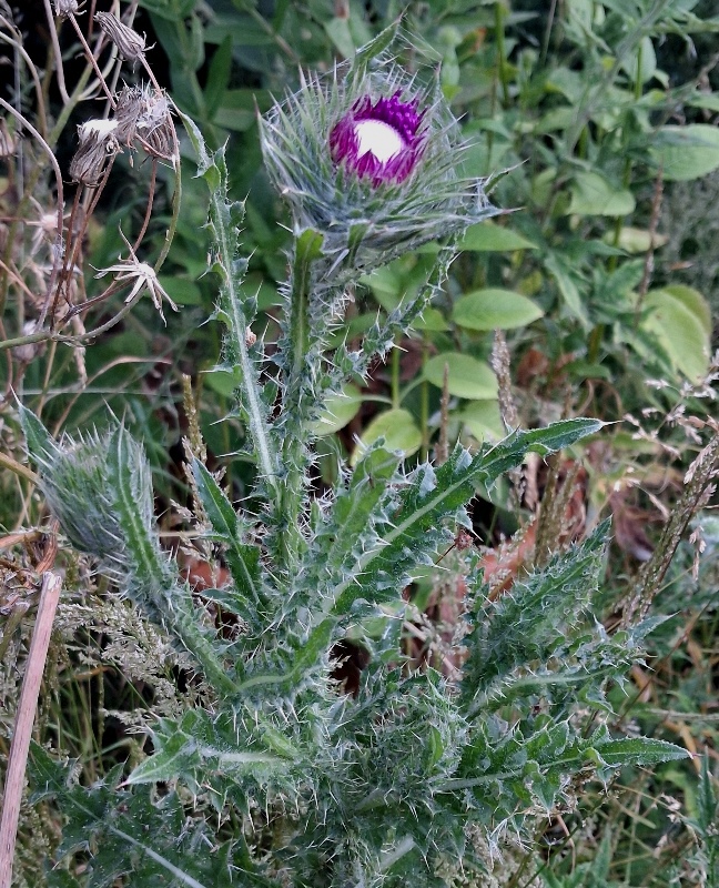 nodding thistle