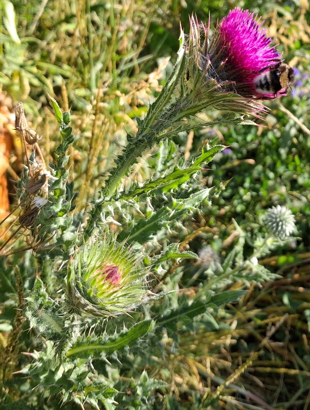 nodding thistle bee