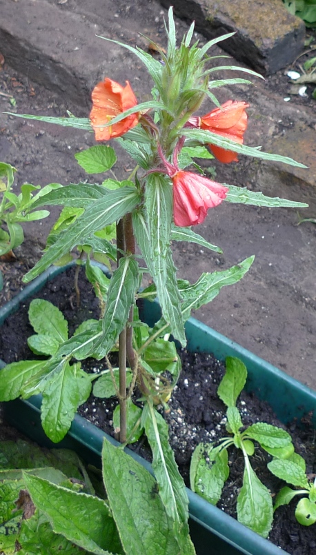oenothera versicolour