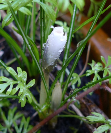 first crocus outdoors