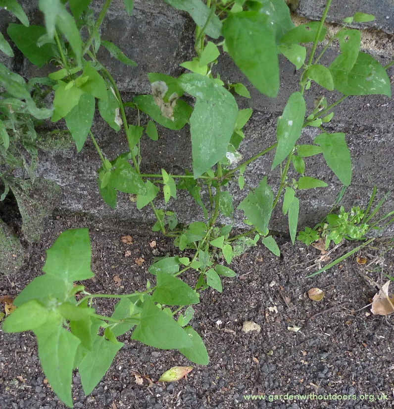 common orache Atriplex patula