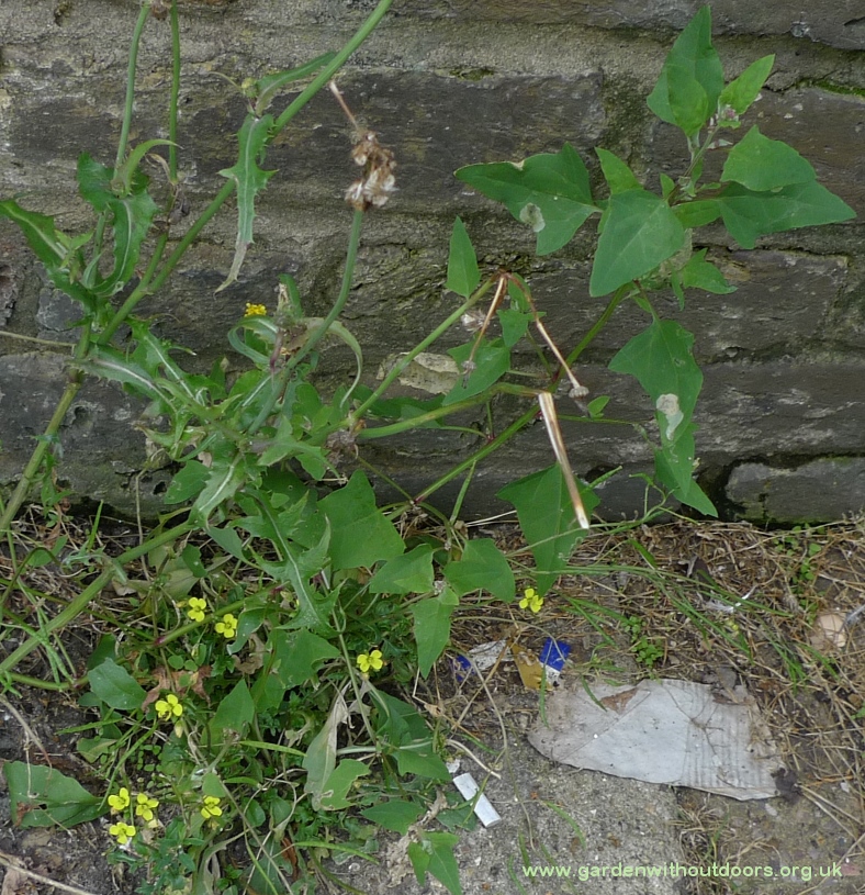 orache annual wall rocket