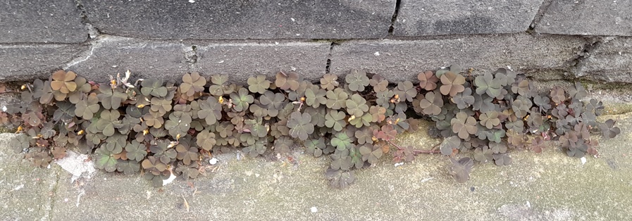 oxalis corniculata var. atropurpurea