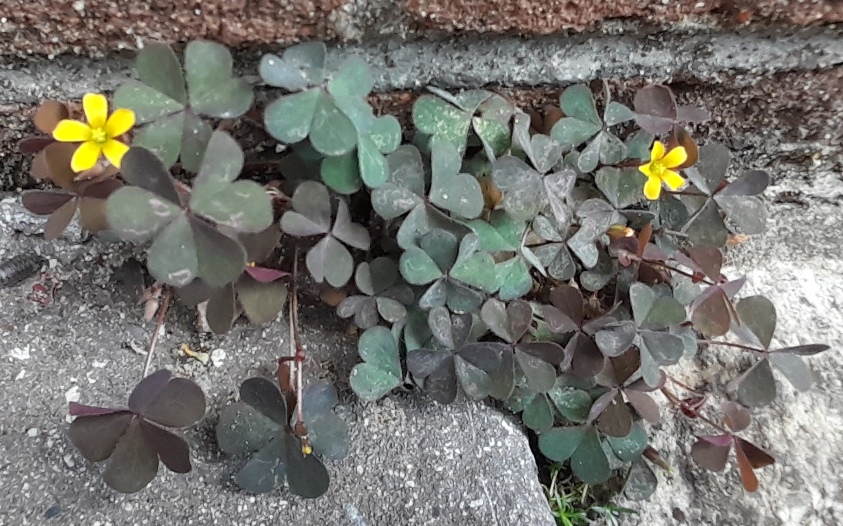oxalis corniculata