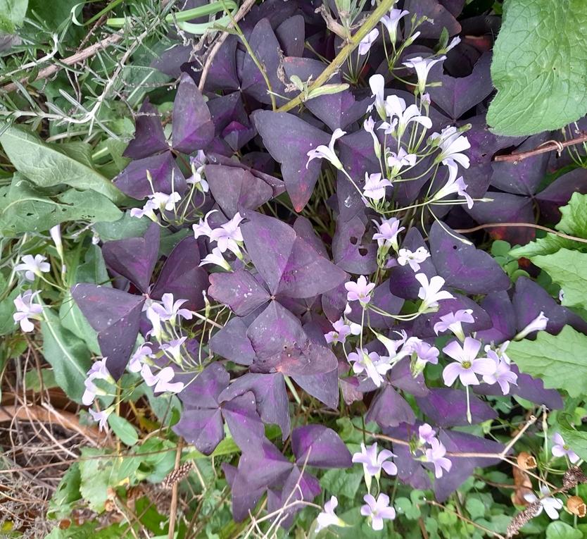 oxalis triangularis
