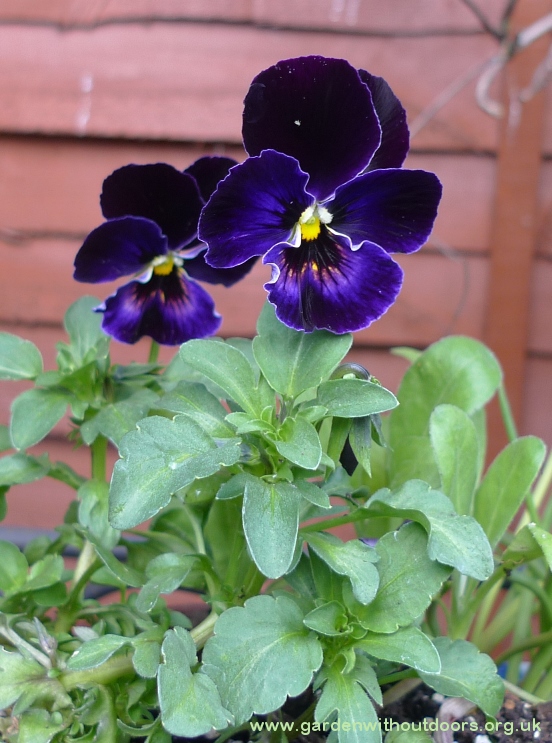 pansy