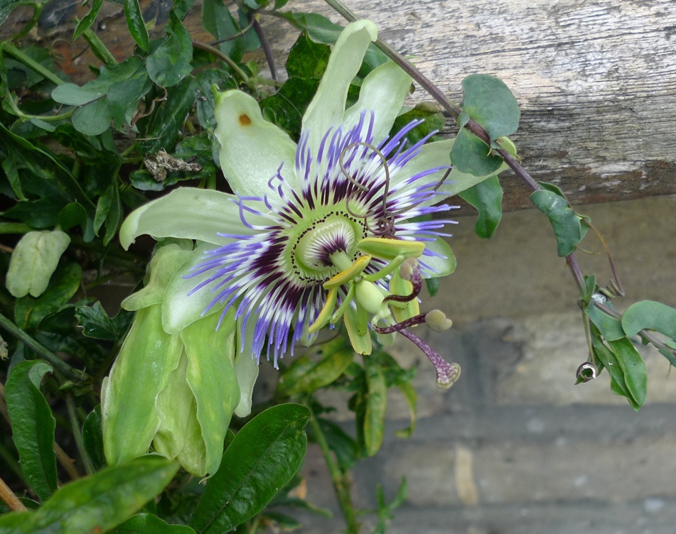 passionflower
