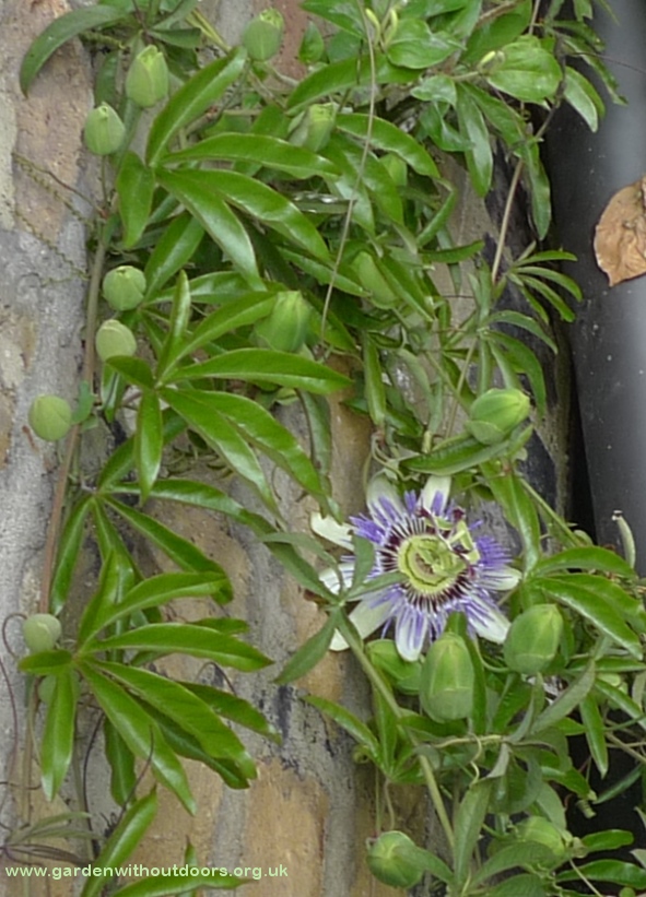 passionflower