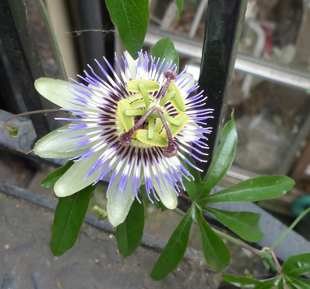 passionflower