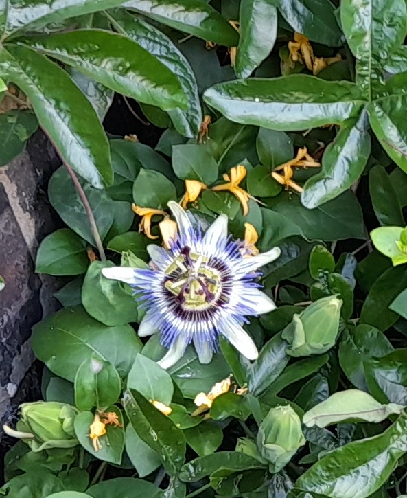 passionflower