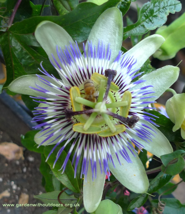 passionflower with bee