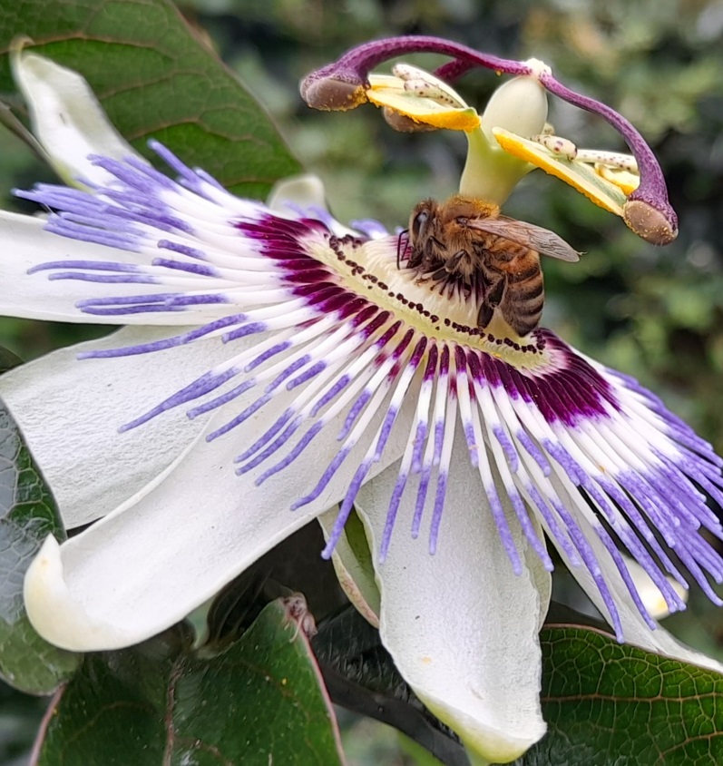 passionflower with bee
