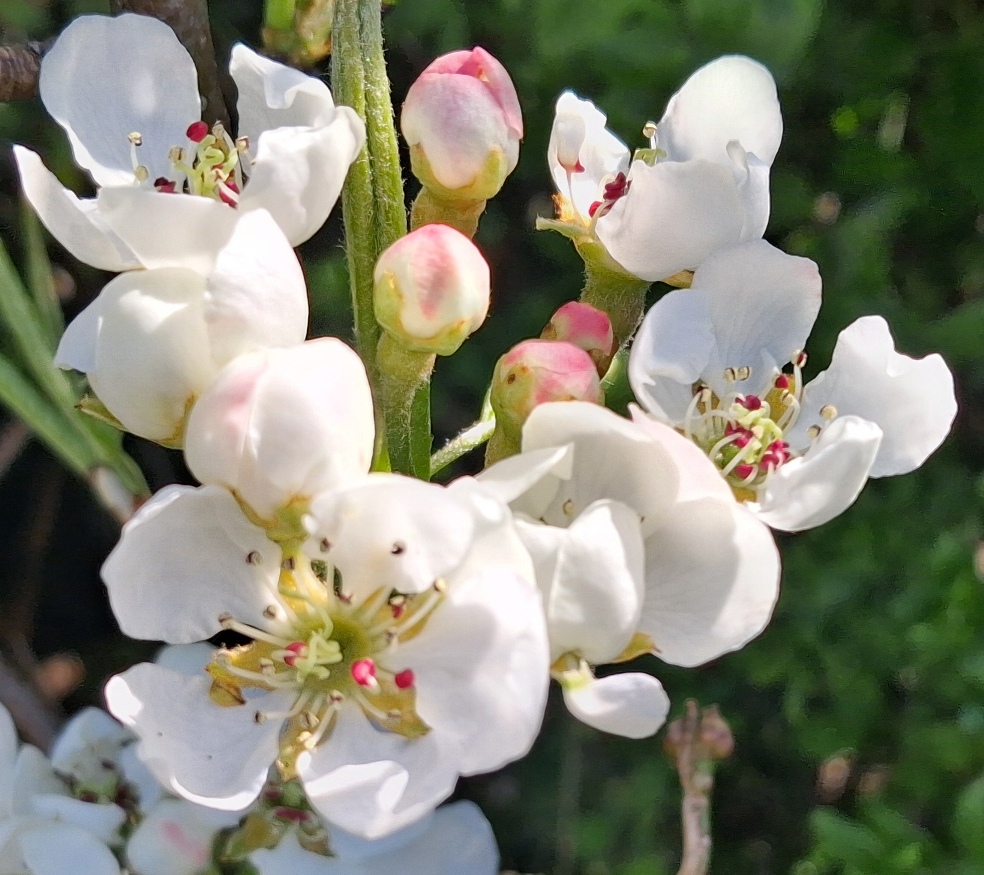 pear blossom