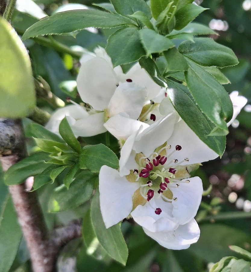 pear blossom