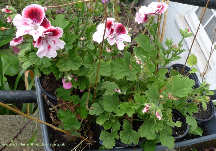 pelargonium