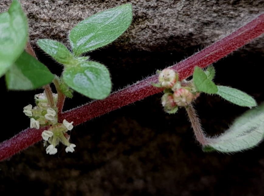 Parietaria judaica pellitory-of-the-wall