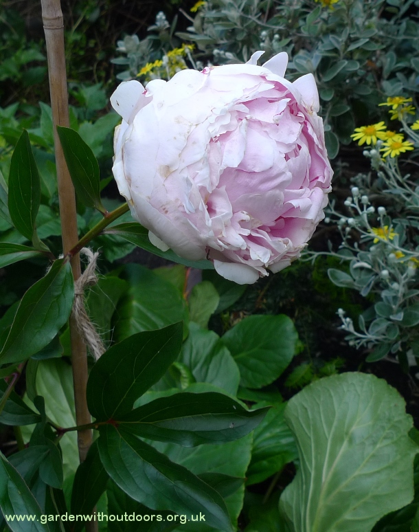 peony