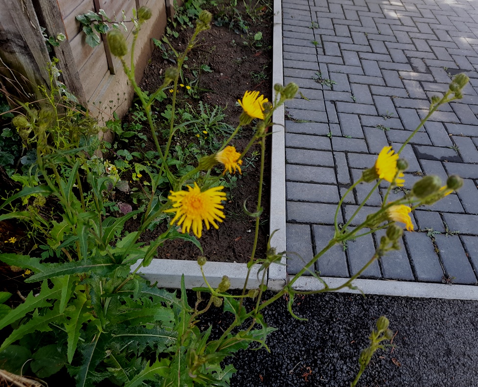 perennial sow thistle sonchus arvensis