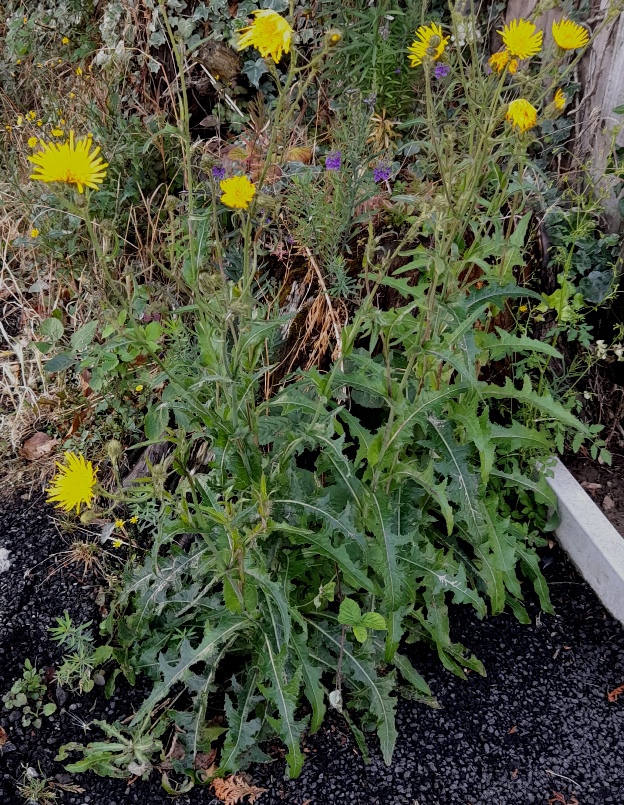 perennial sow thistle sonchus arvensis