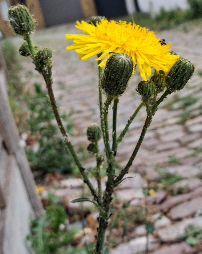 perennial sow thistle