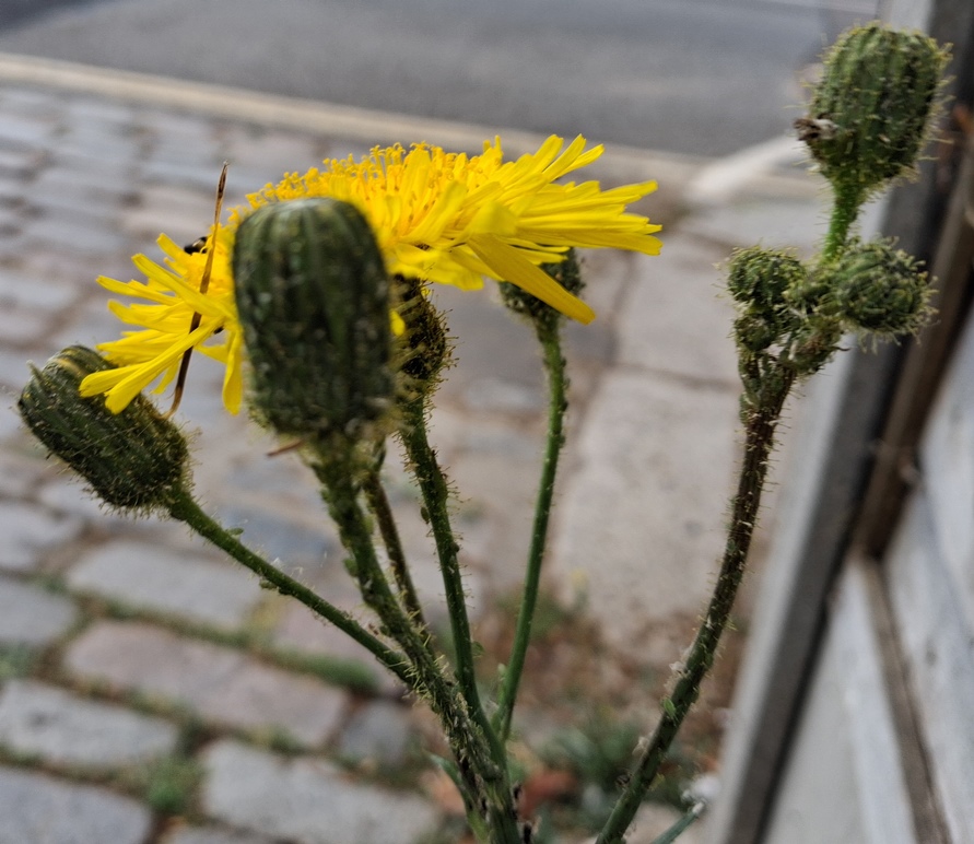 perennial sow thistle