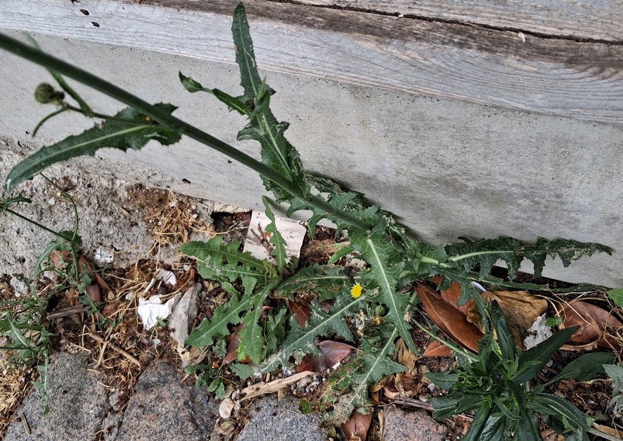 perennial sow thistle