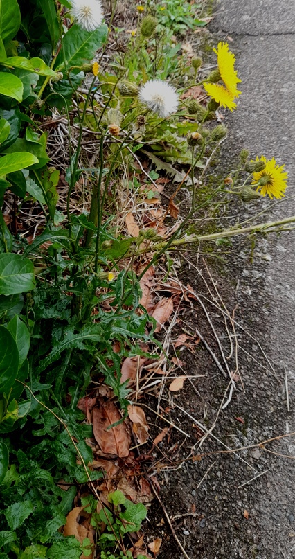 perennial sow thistle Sonchus arvensis