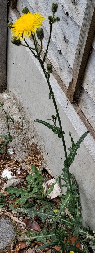 perennial sow thistle