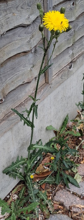 perennial sow thistle