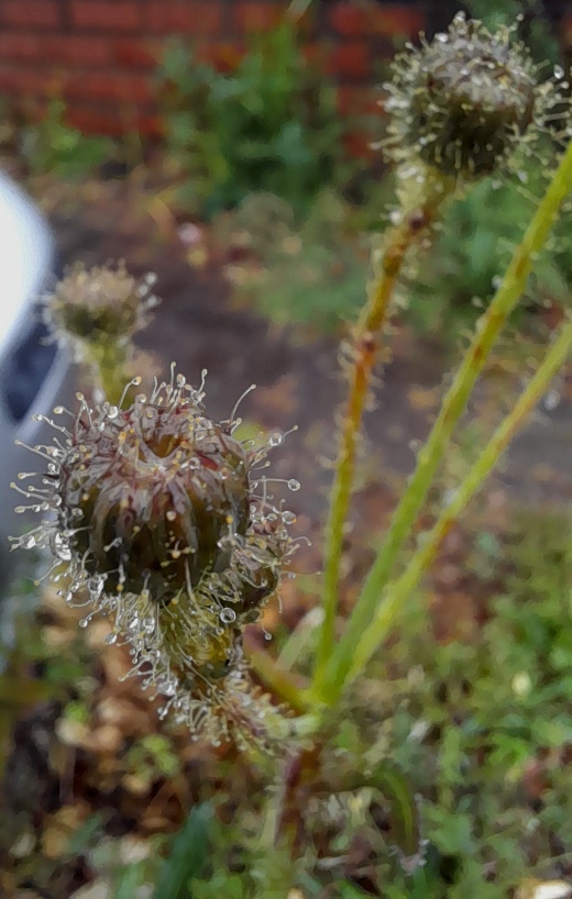 perennial sow-thistle Sonchus arvensis