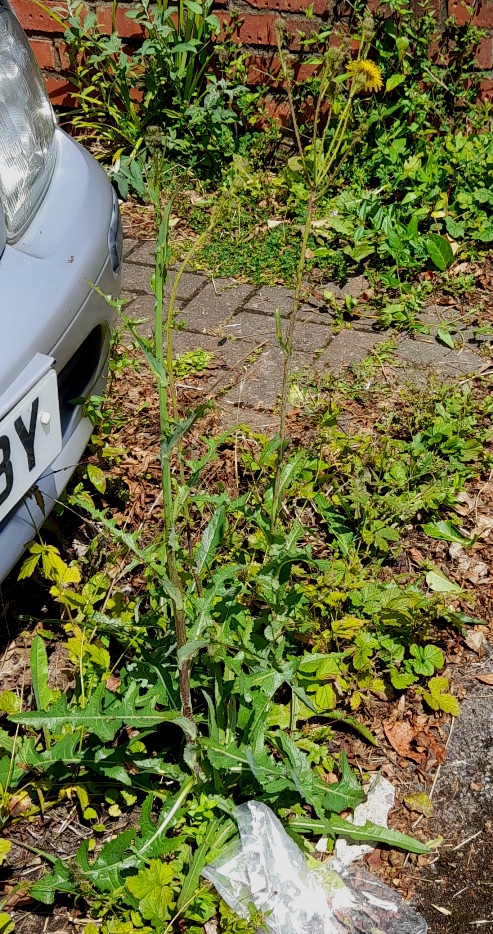 perennial sow-thistle sonchus arvensis