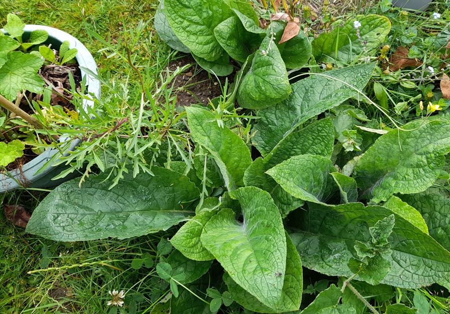 perennial wall rocket Diplotaxis tenuifolia