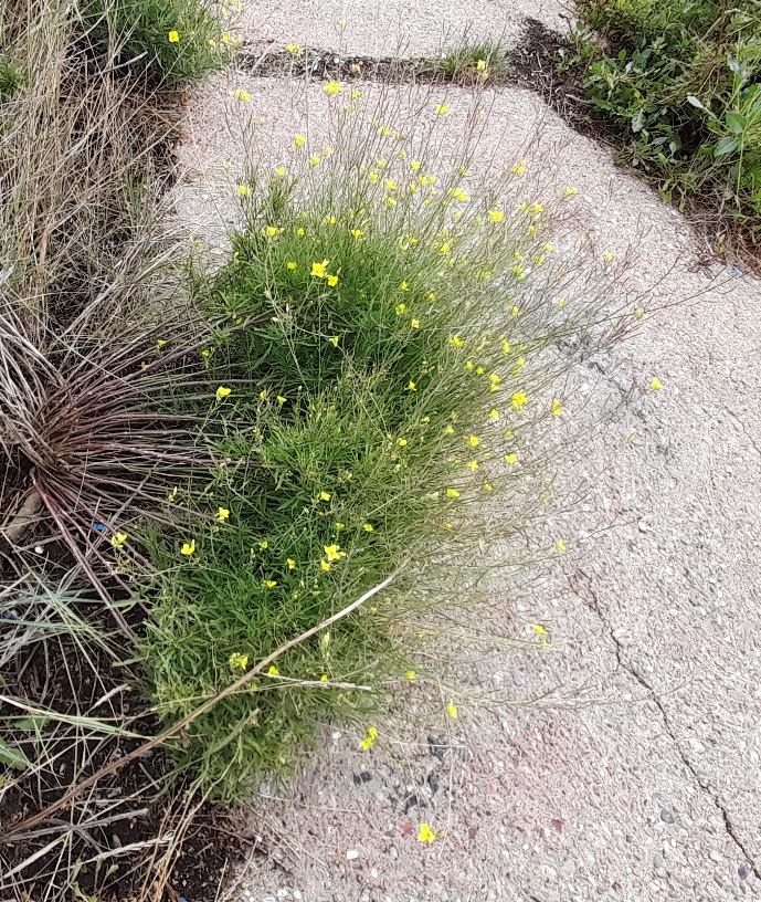 perennial wall rocket Rainham Marshes