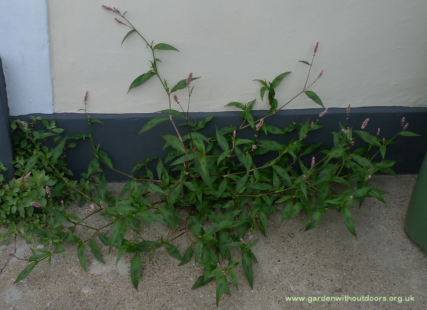 persicaria maculosa