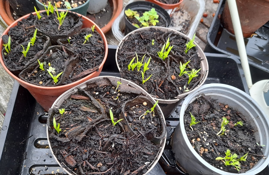 pheasants eye Adonis annua