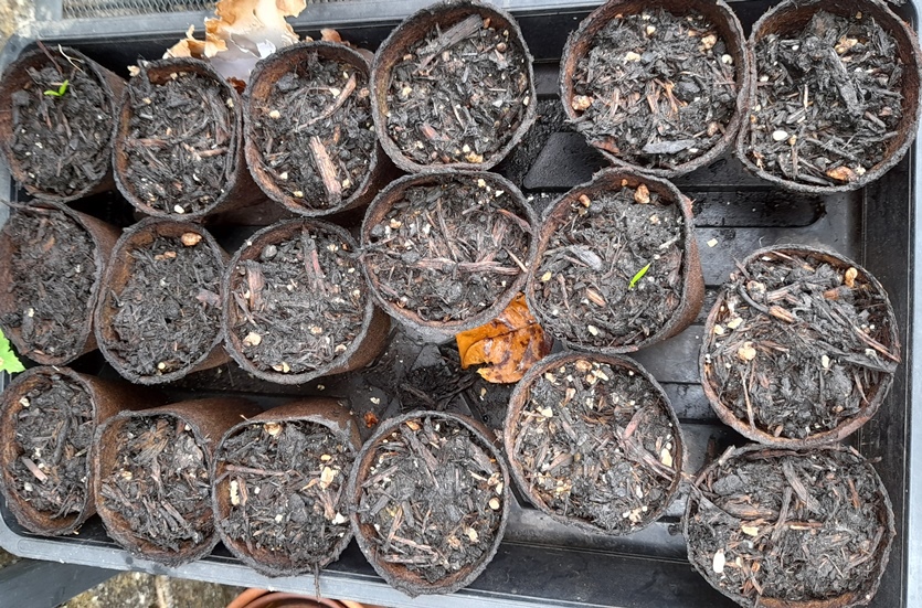 pheasants eye seedlings