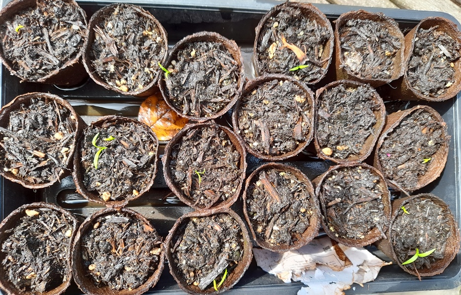 pheasants eye seedlings