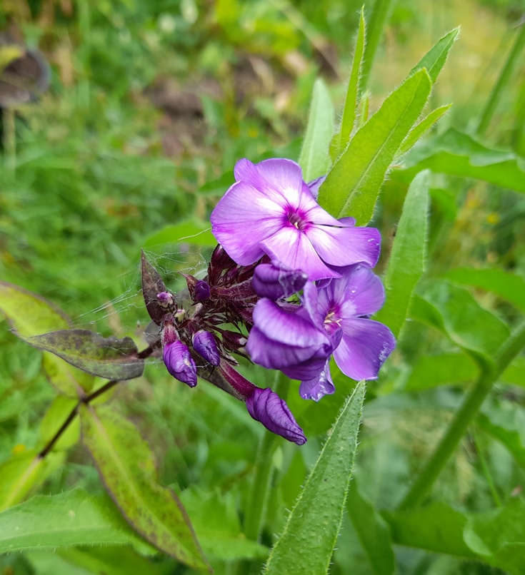 phlox