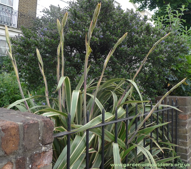phormium buds
