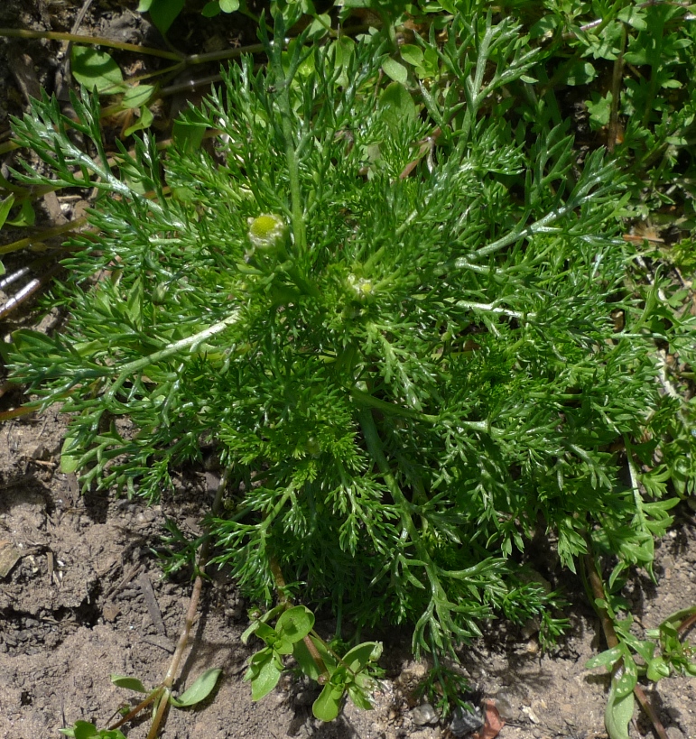 pineapple weed