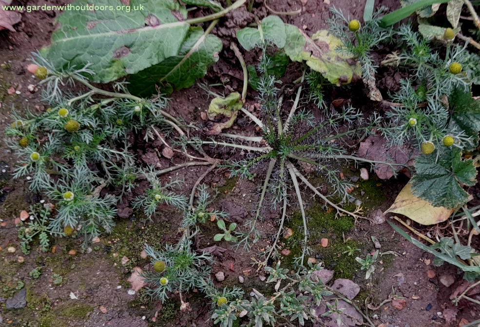 pineappleweed Matricaria discoidea