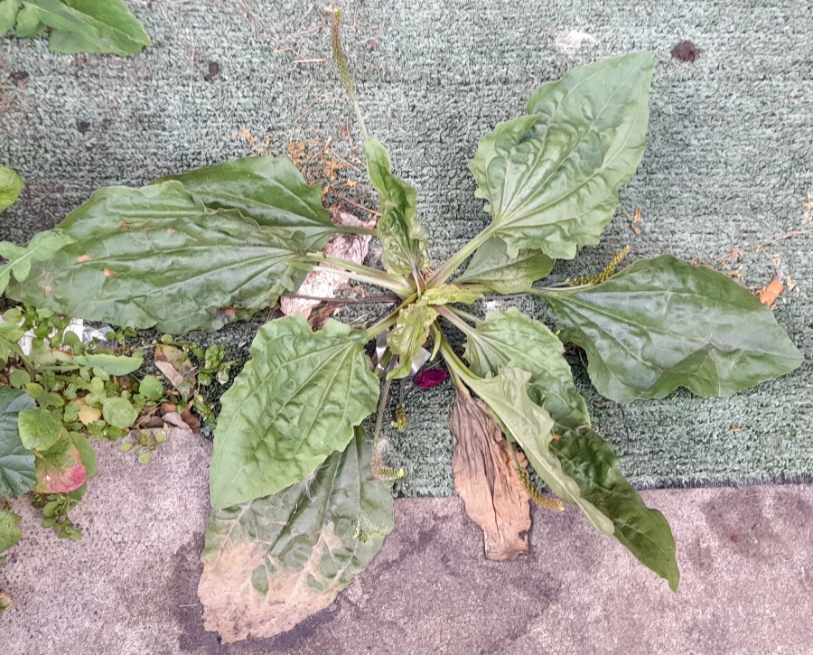 broad-leaved plantain