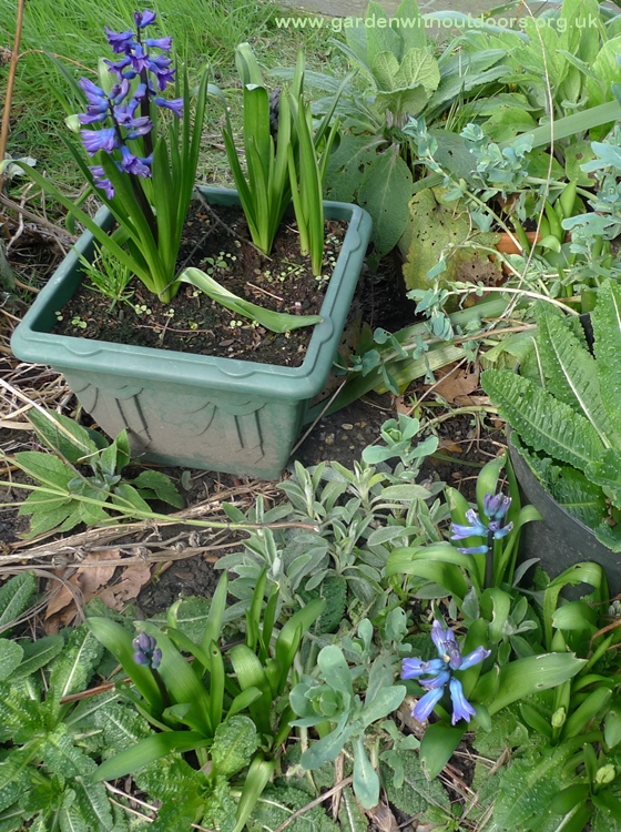 spent forced hyacinths planted outside