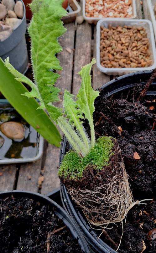 cirsium botryodes growild nusery plug plant