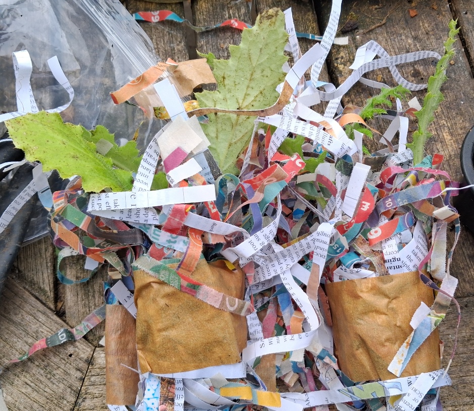 cirsium botryodes plug plants growild nursery