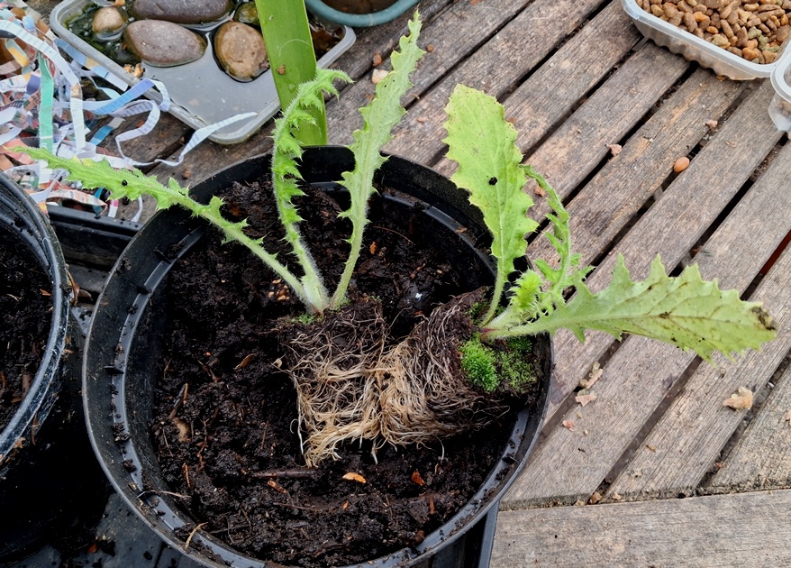 cirsium botryodes plug plants growild nursery