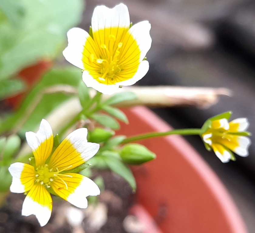 poached egg plant Limnanthes douglasii