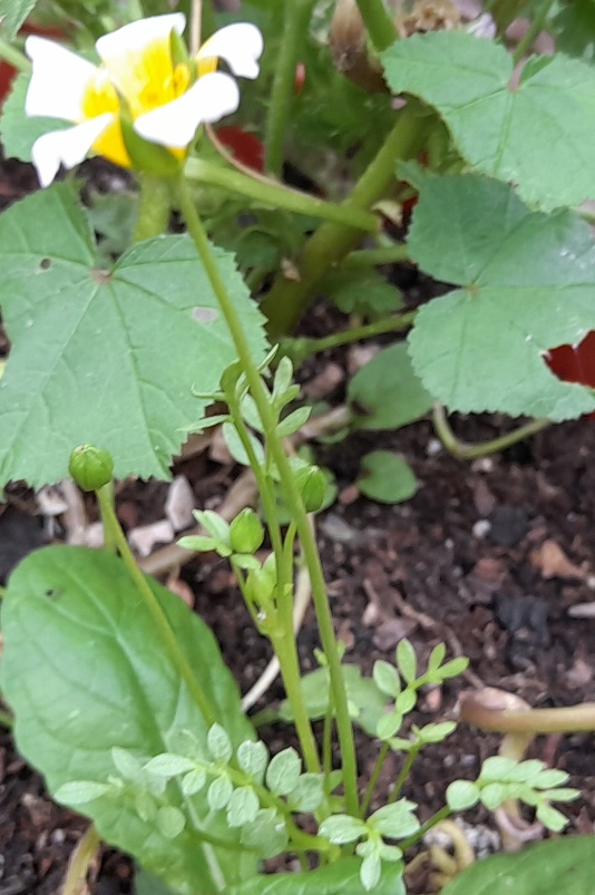 poached egg plant Limnanthes douglasii
